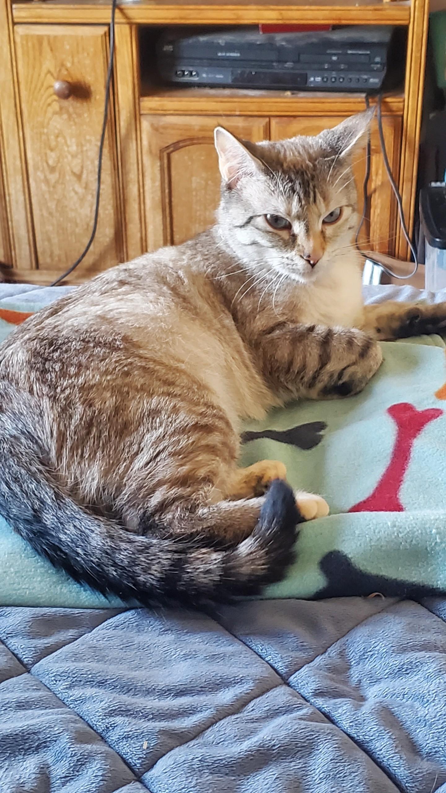 Enlarge Snowflake, a Adoptable Domestic Short Hair in Jeffersonville, IN image 5/5