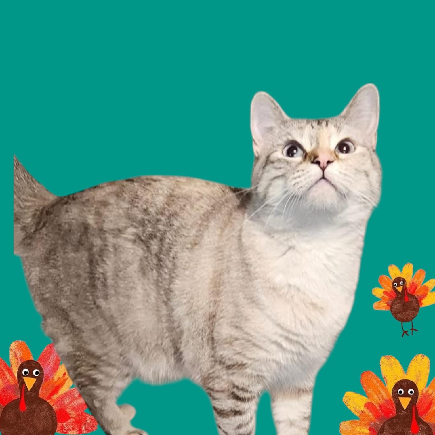 Enlarge Snowflake, a Adoptable Domestic Short Hair in Jeffersonville, IN image 2/5