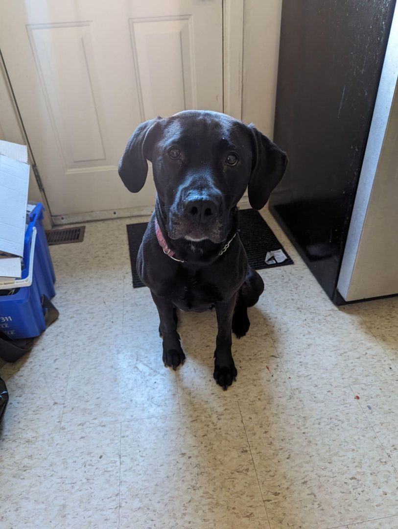 Enlarge Pandora, a Adoptable mixed breed in Lively, ON image 1/3