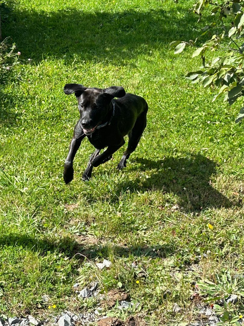 Enlarge Pandora, a Adoptable mixed breed in Lively, ON image 2/3