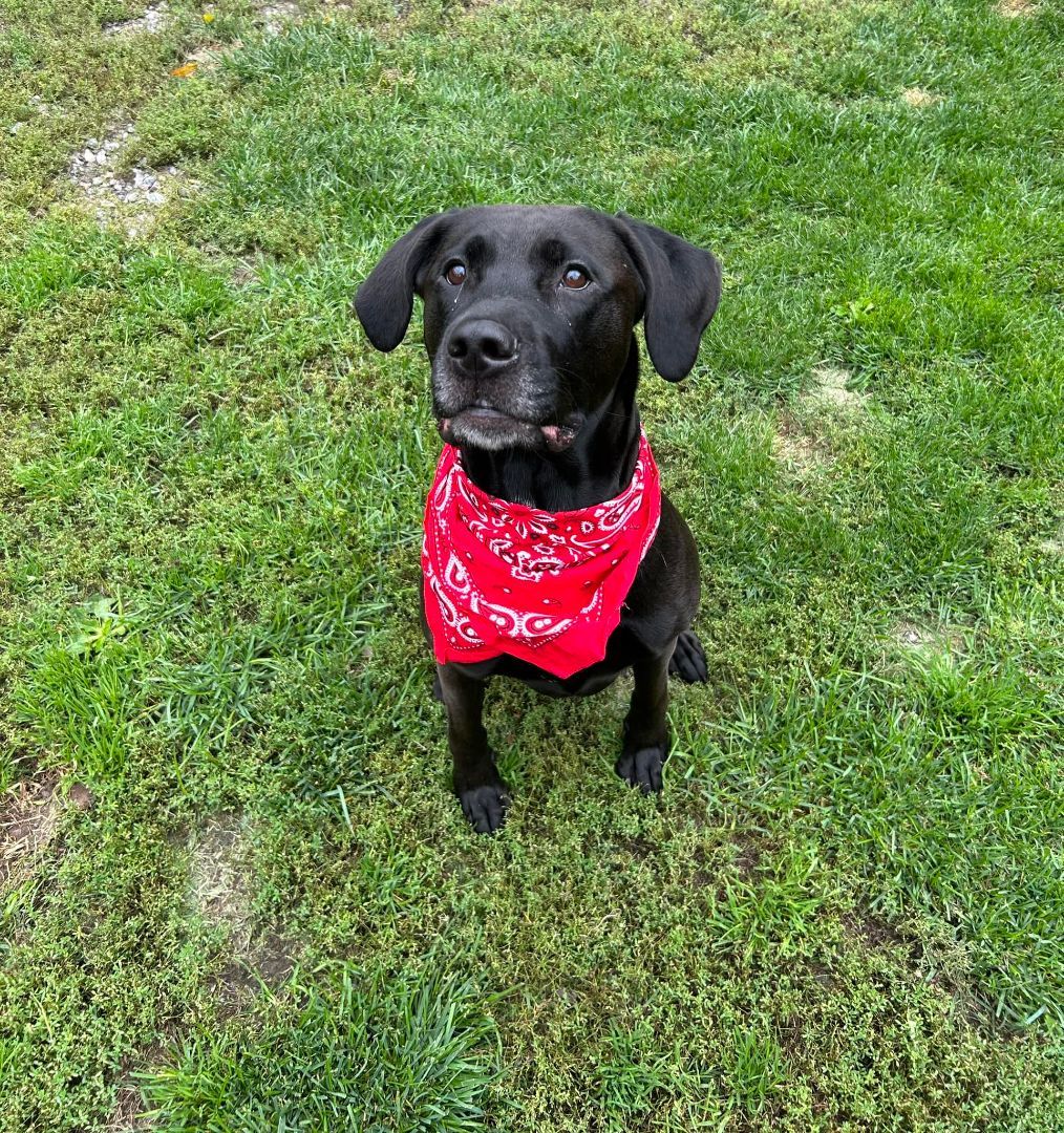 Enlarge Pandora, a Adoptable mixed breed in Lively, ON image 3/3