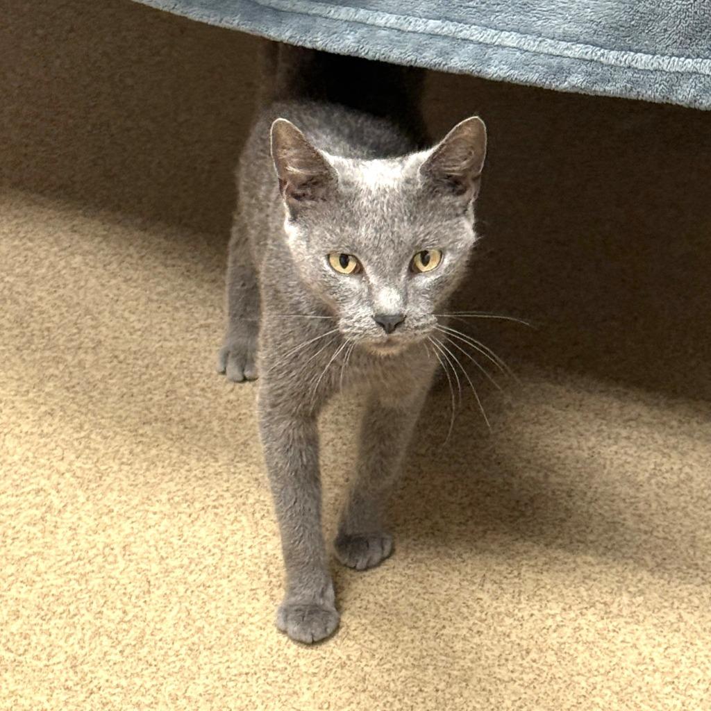 Enlarge Colette, a Adoptable mixed breed in Brenham, TX image 5/6