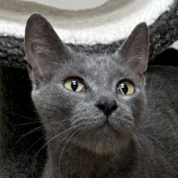 Enlarge Colette, a Adoptable mixed breed in Brenham, TX image 1/6