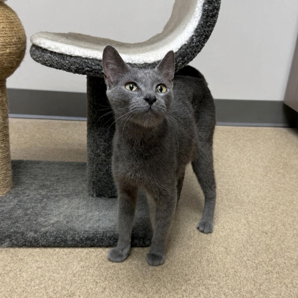 Enlarge Colette, a Adoptable mixed breed in Brenham, TX image 3/6