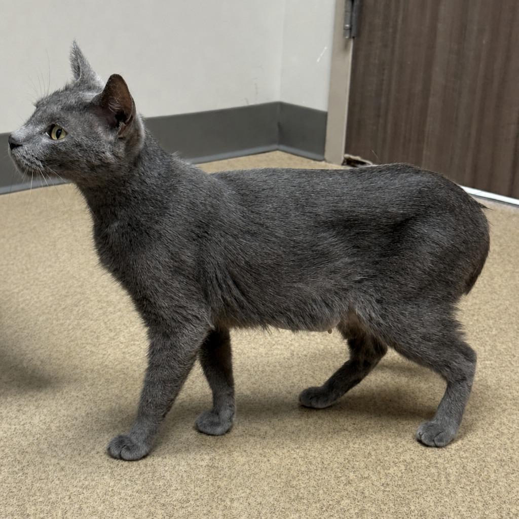 Enlarge Colette, a Adoptable mixed breed in Brenham, TX image 2/6