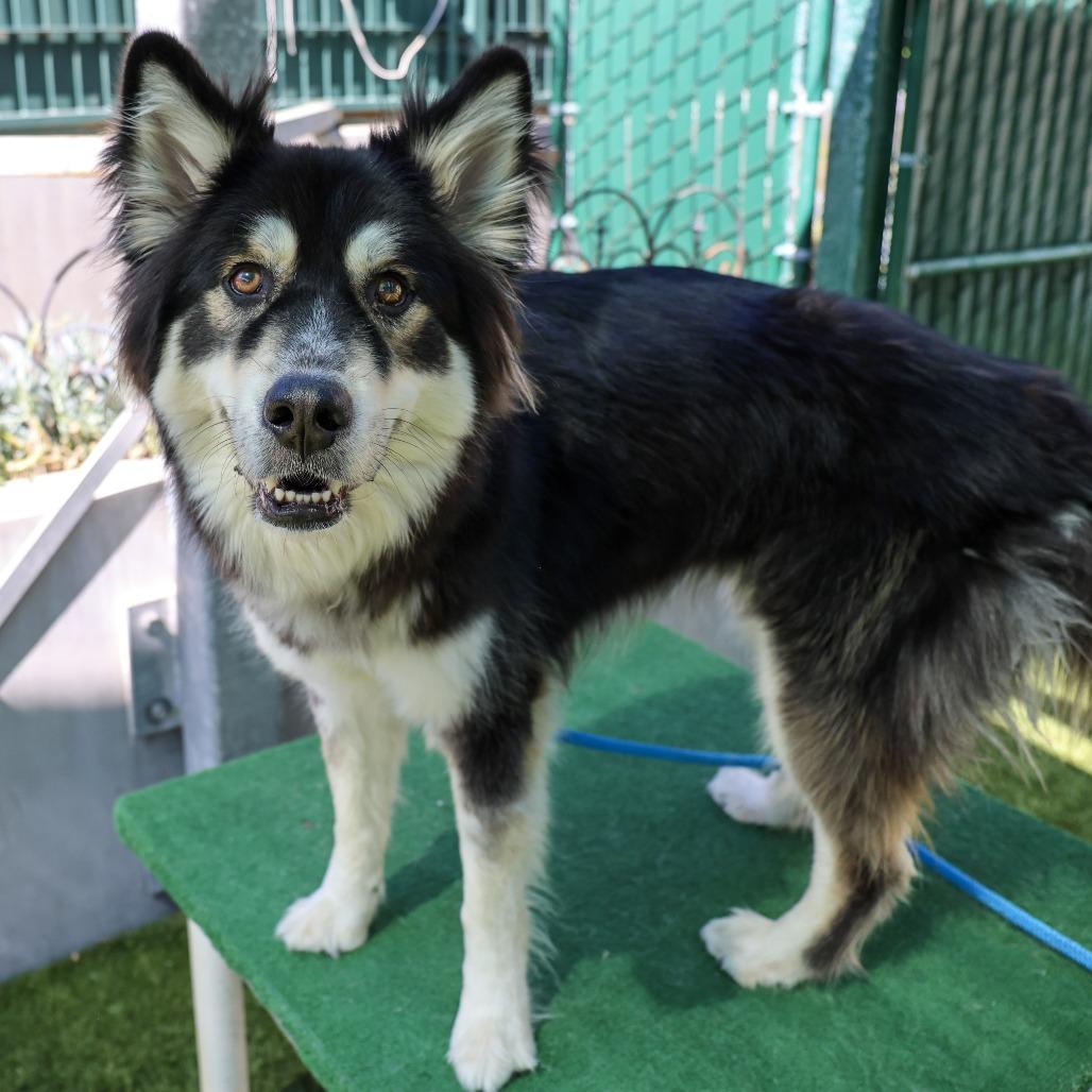 Enlarge Lovebug, a Adoptable Siberian Husky in Pasadena, CA image 1/6