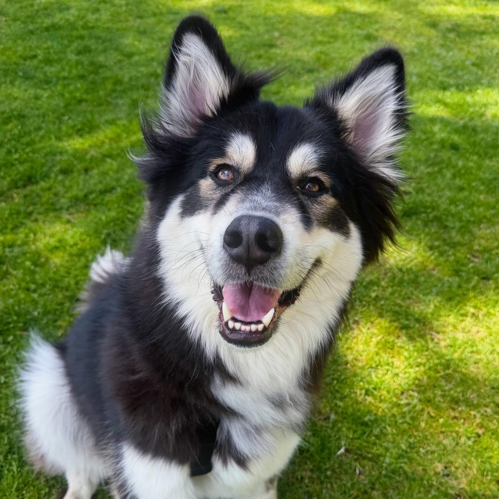Enlarge Lovebug, a Adoptable Siberian Husky in Pasadena, CA image 2/6