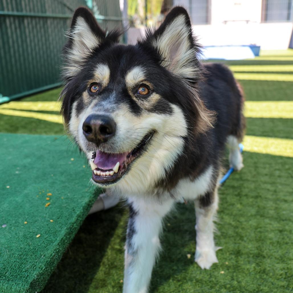Enlarge Lovebug, a Adoptable Siberian Husky in Pasadena, CA image 3/6