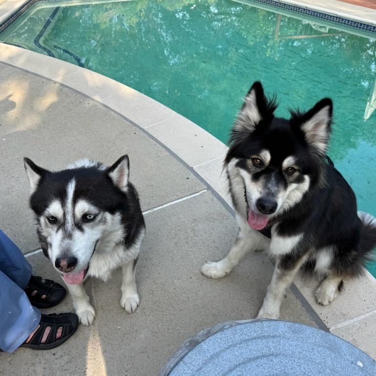 Enlarge Lovebug, a Adoptable Siberian Husky in Pasadena, CA image 4/6