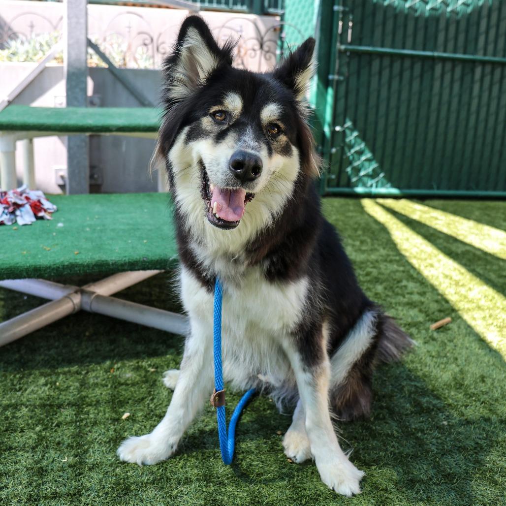 Enlarge Lovebug, a Adoptable Siberian Husky in Pasadena, CA image 5/6