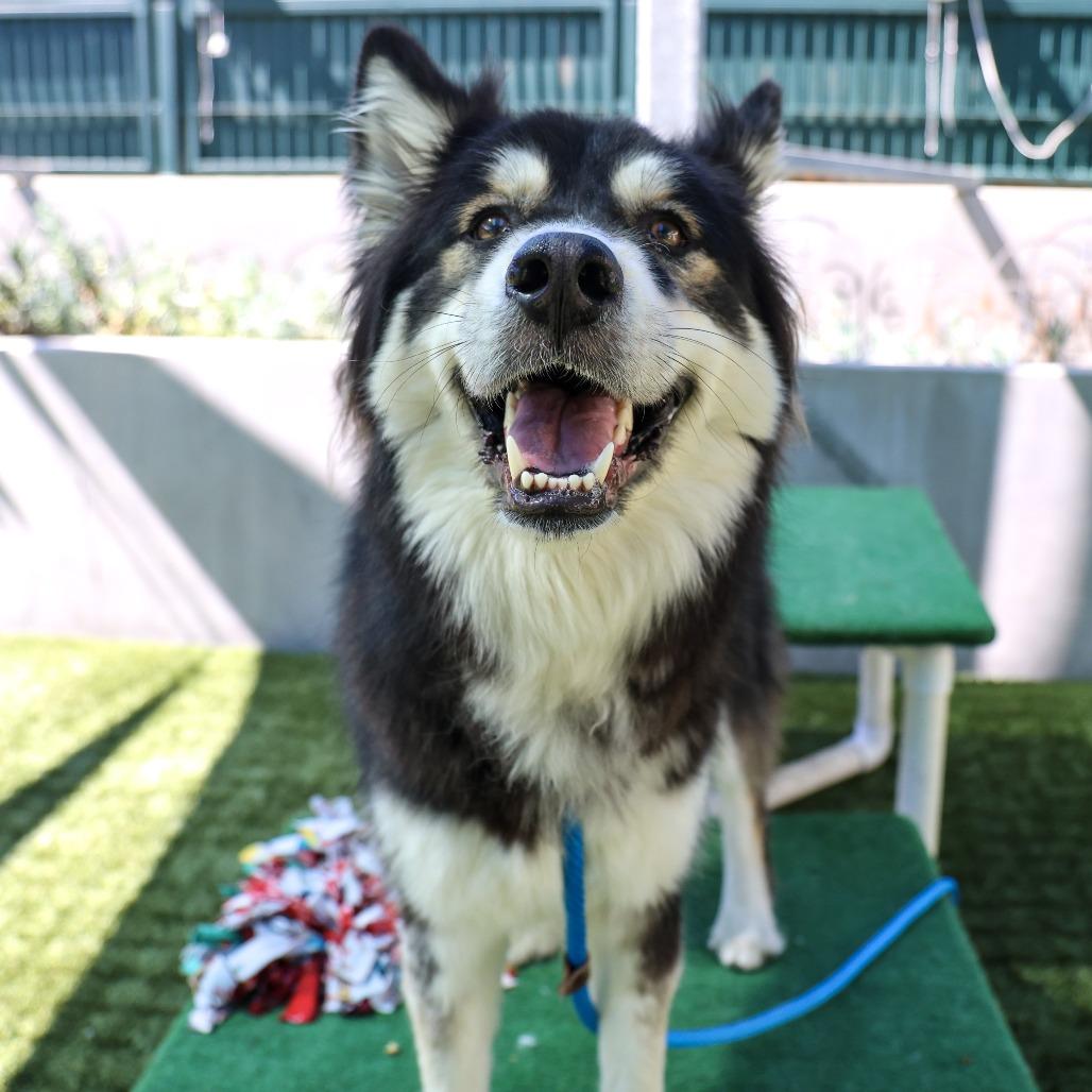 Enlarge Lovebug, a Adoptable Siberian Husky in Pasadena, CA image 6/6