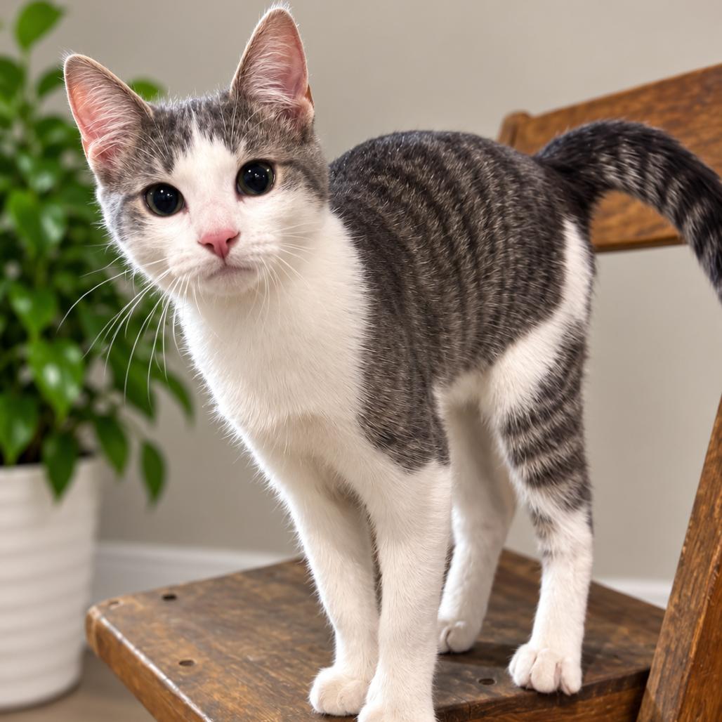 Enlarge Mayhem, a Adoptable Domestic Short Hair in Union City, PA image 2/3
