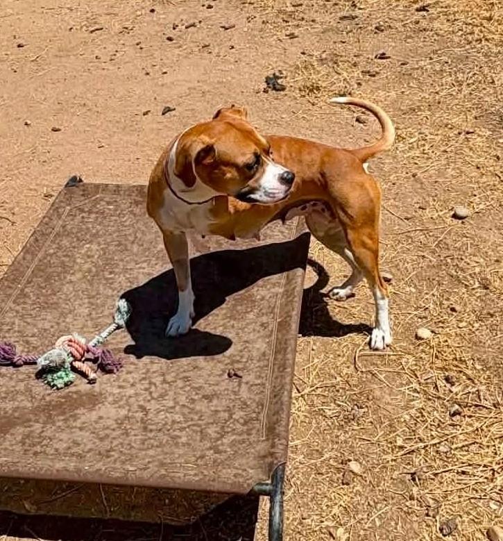 Penelope, a ADOPTABLE mixed breed in Stanwood, WA image 2/6