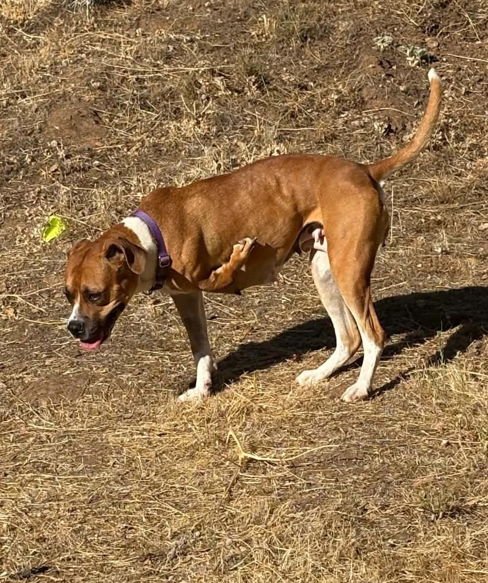 Penelope, a ADOPTABLE mixed breed in Stanwood, WA image 3/6