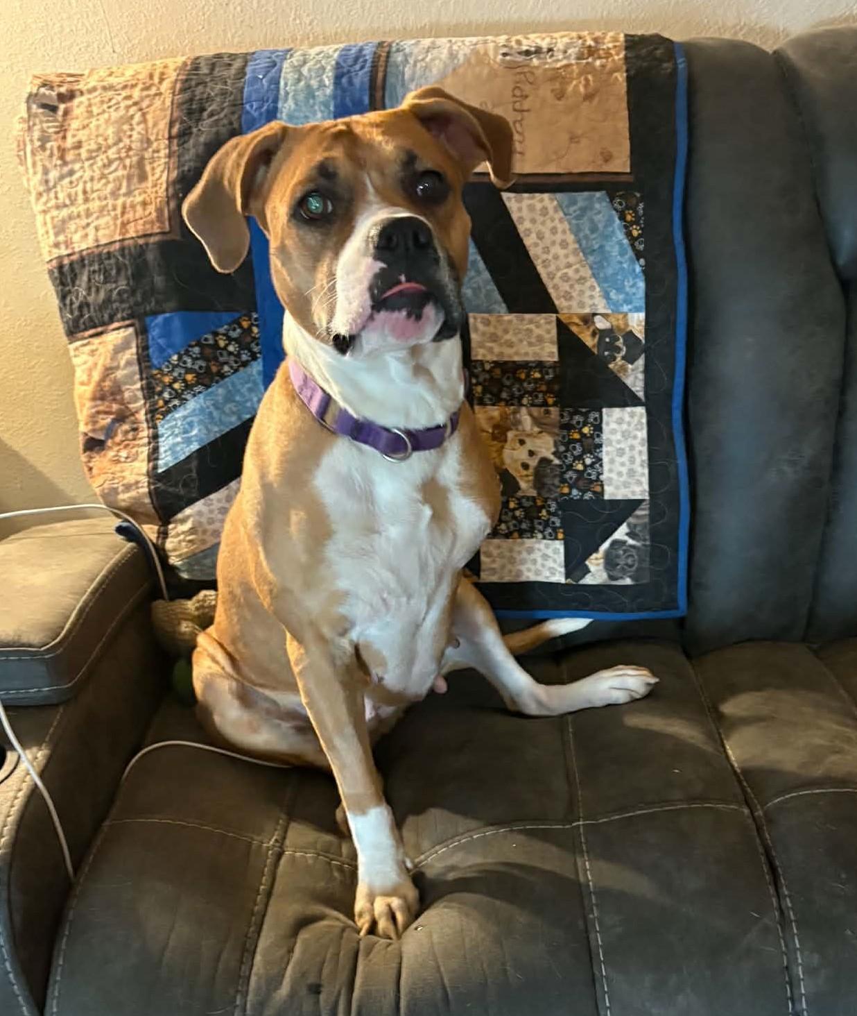 Penelope, ADOPTABLE, Young Female Boxer.
