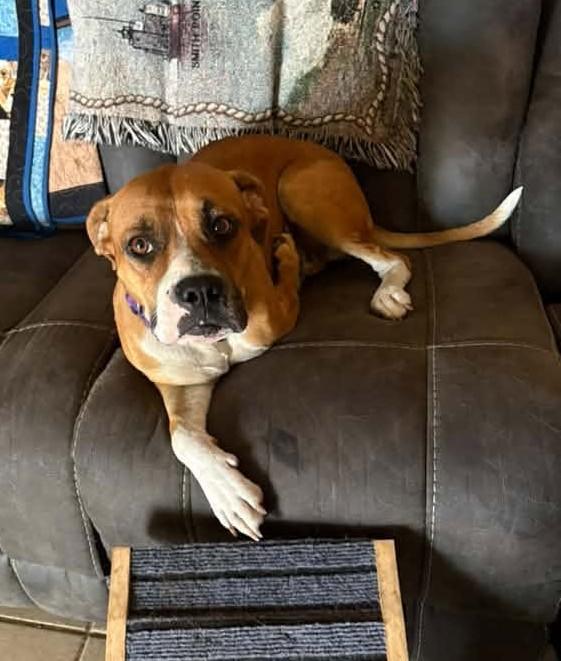 Penelope, a ADOPTABLE mixed breed in Stanwood, WA image 6/6