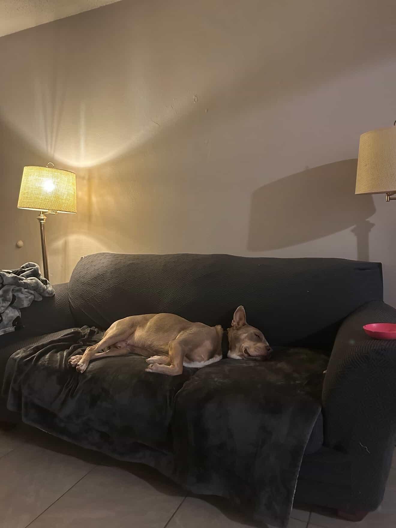 Dave, a Adoptable mixed breed in Cool, CA image 2/5