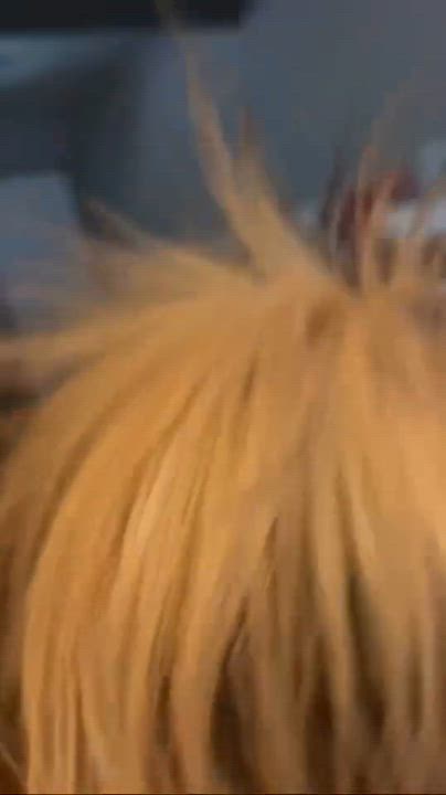 Enlarge Dave, a Adoptable mixed breed in Cool, CA video 5/5