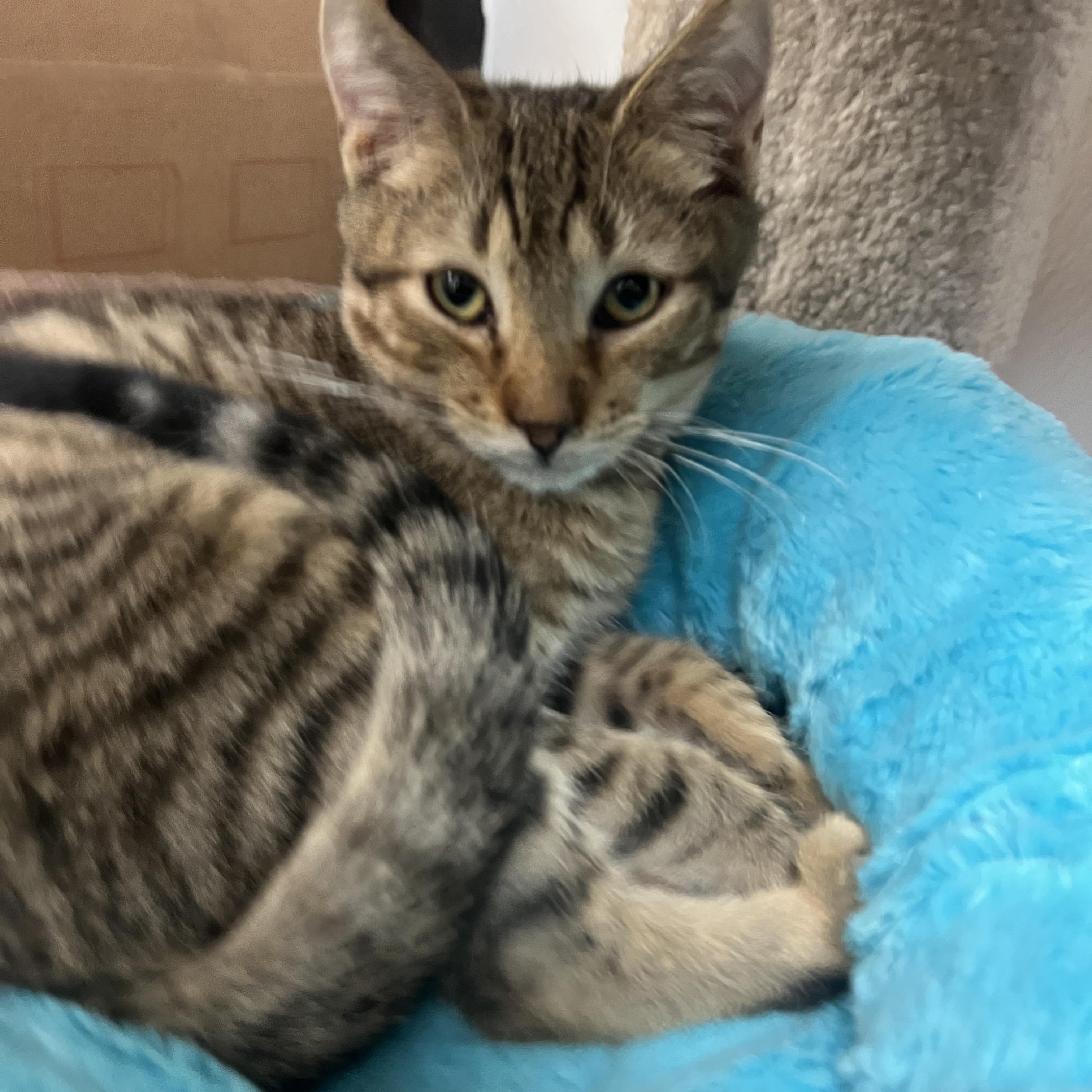 Enlarge Jasper, a ADOPTABLE mixed breed in Bradenton, FL image 2/2