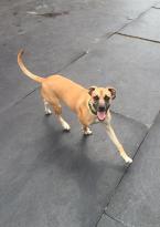 Angelo, Adopted, Adult Male Boxer & Hound.