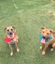 Enlarge Angelo, a Adopted mixed breed in Acworth, GA image 2/3