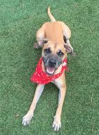 Enlarge Angelo, a Adopted mixed breed in Acworth, GA image 3/3