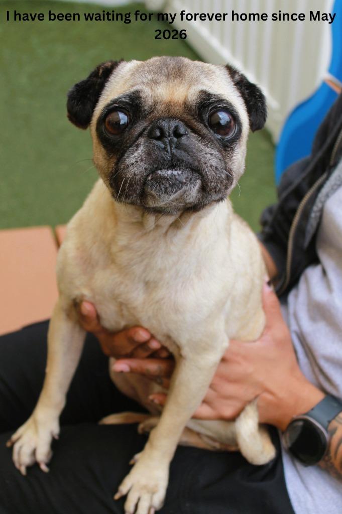 Muriel, Adoptable, Senior Female Pug.
