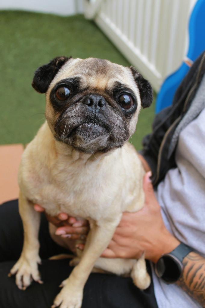 Muriel, a Adoptable Pug in Gardena, CA image 2/6