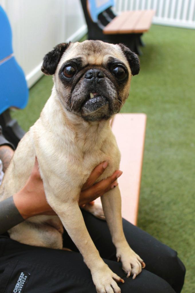 Muriel, a Adoptable Pug in Gardena, CA image 3/6