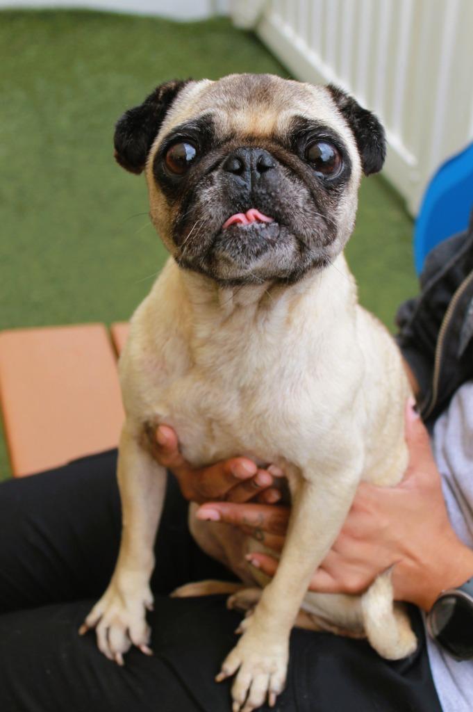 Muriel, a Adoptable Pug in Gardena, CA image 4/6