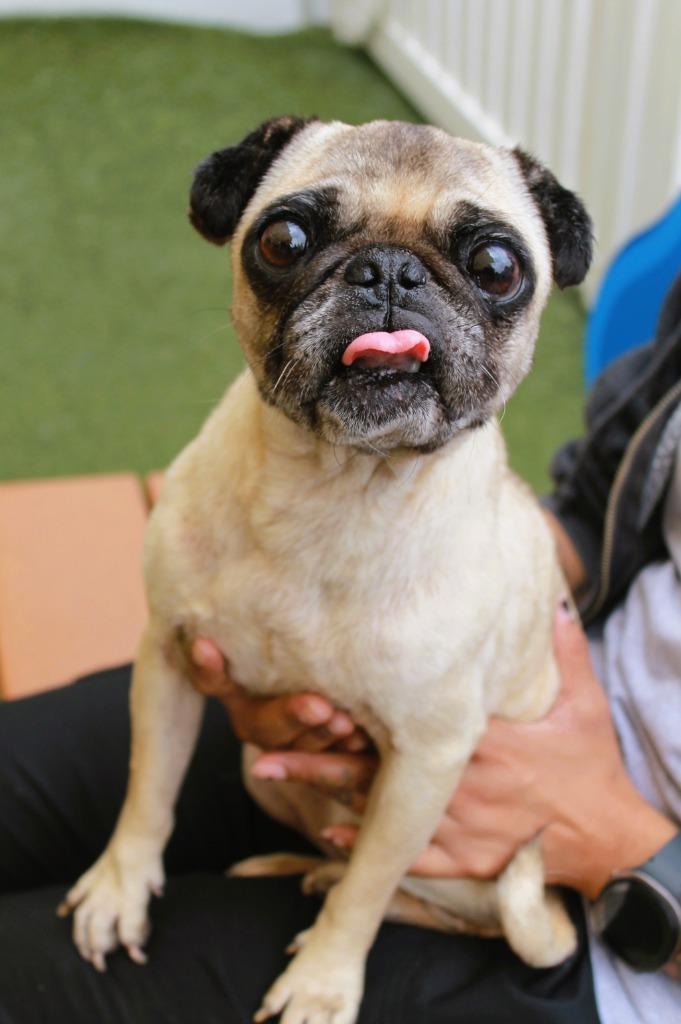 Muriel, a Adoptable Pug in Gardena, CA image 5/6