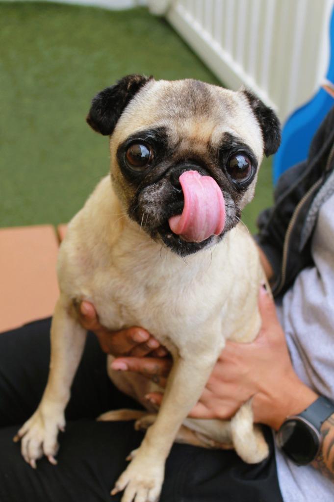 Muriel, a Adoptable Pug in Gardena, CA image 6/6