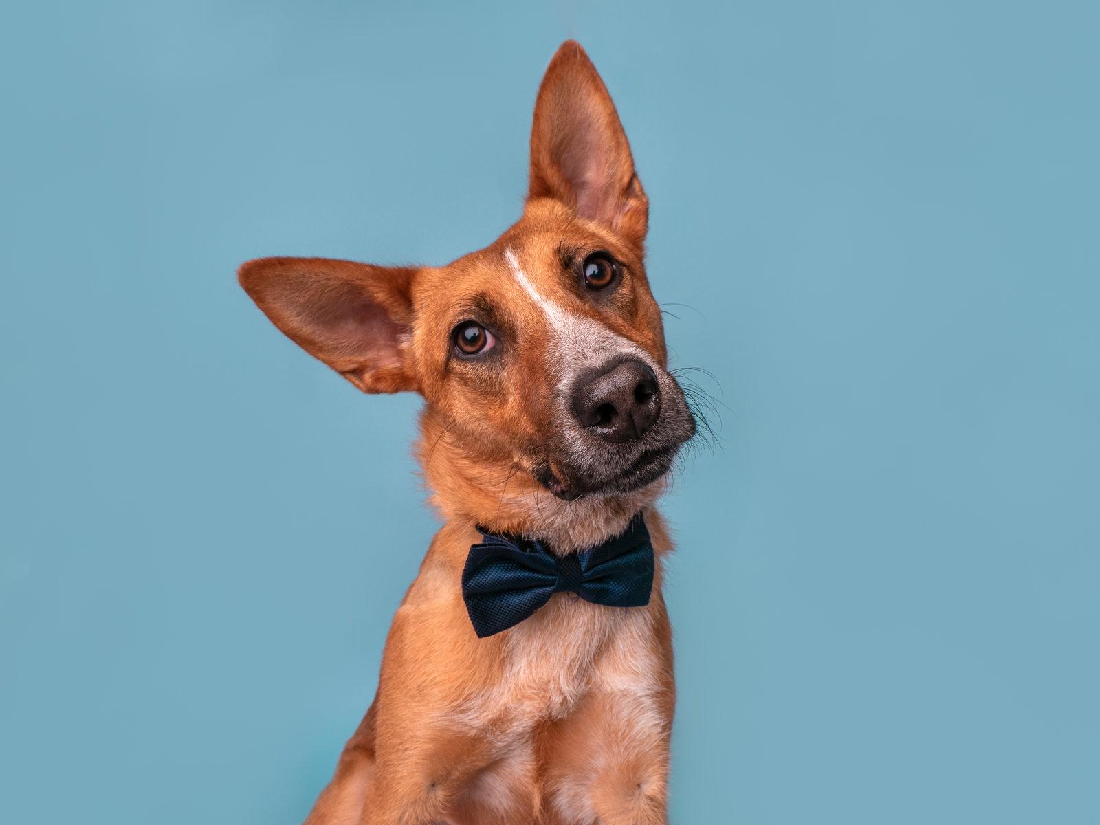 Legend, Adoptable, Puppy Male Australian Cattle Dog / Blue Heeler.
