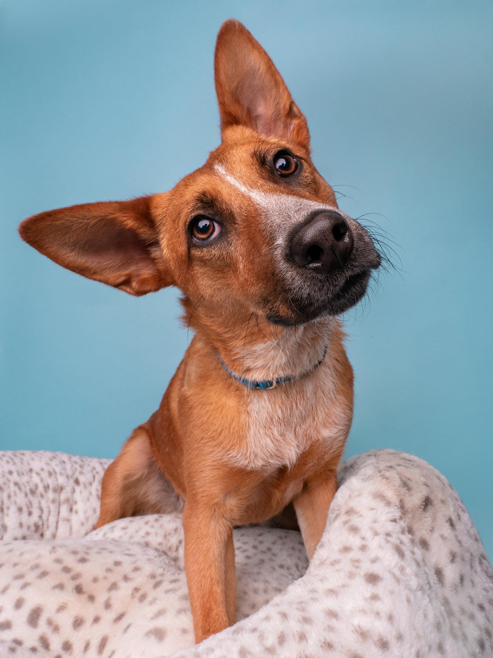 Enlarge Legend, a Adoptable Australian Cattle Dog / Blue Heeler in Palo Alto, CA image 2/3