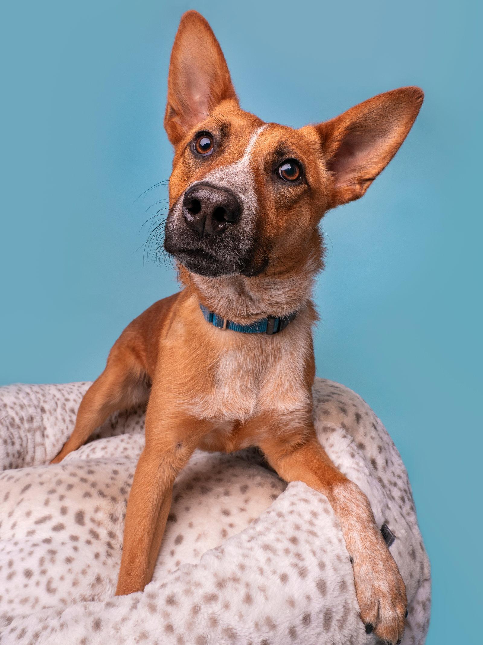 Enlarge Legend, a Adoptable Australian Cattle Dog / Blue Heeler in Palo Alto, CA image 3/3