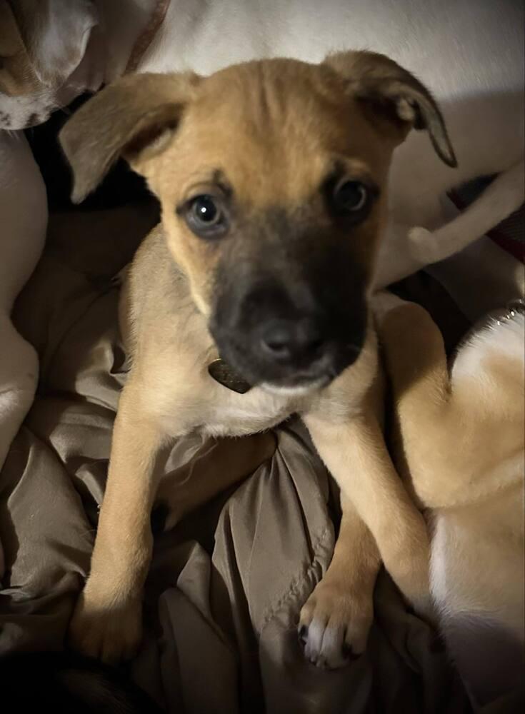 Fruit Loops, Adoptable, Puppy Male Mixed Breed.