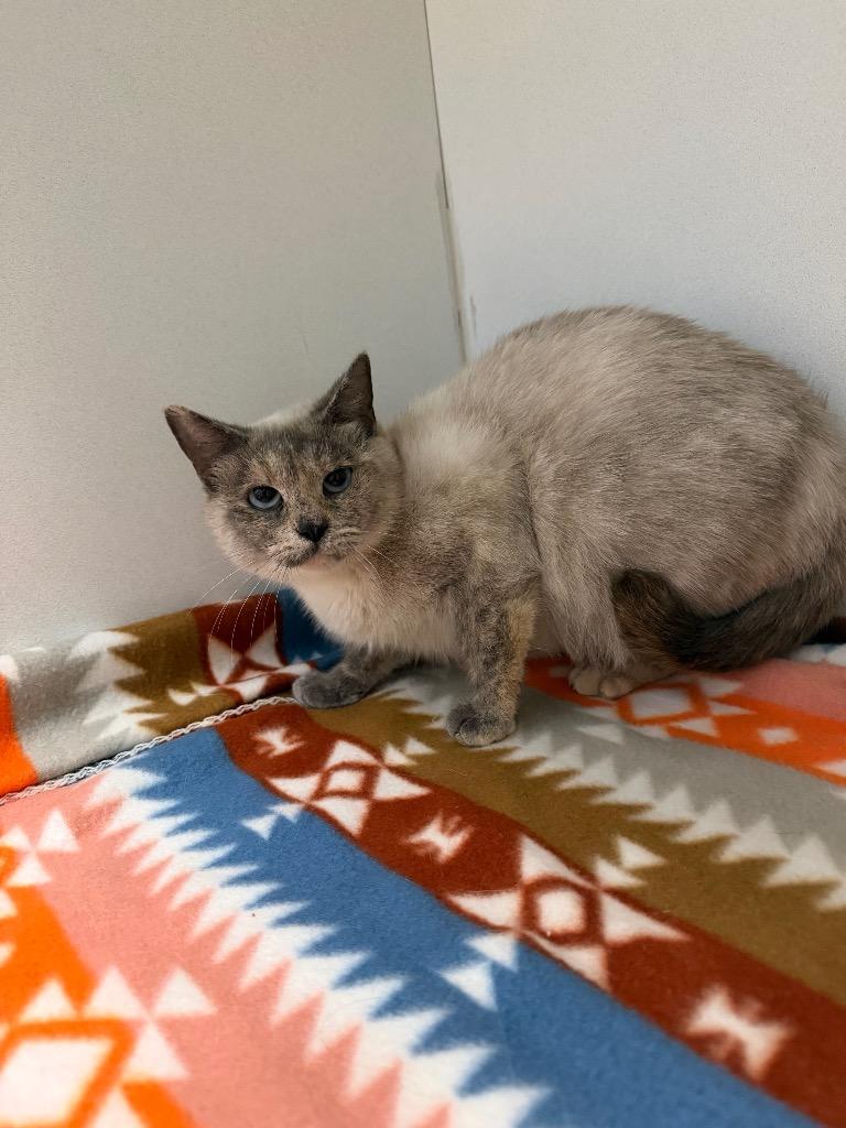 Sasha, Adoptable, Adult Female Domestic Short Hair.