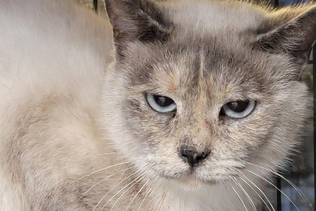 Enlarge Sasha, a Adoptable mixed breed in Waverly, NY image 2/6