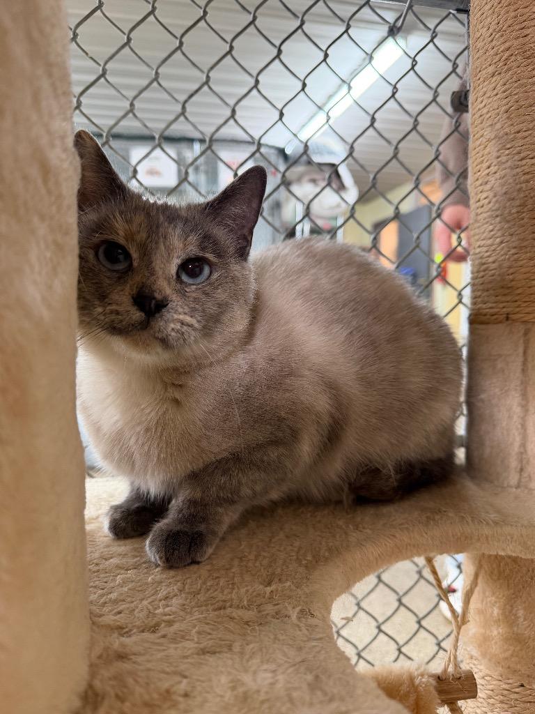 Enlarge Sasha, a Adoptable mixed breed in Waverly, NY image 3/6