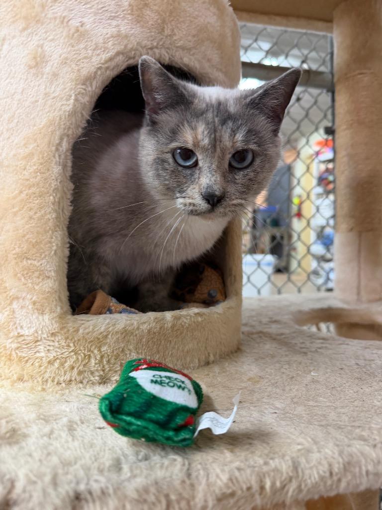 Enlarge Sasha, a Adoptable mixed breed in Waverly, NY image 4/6