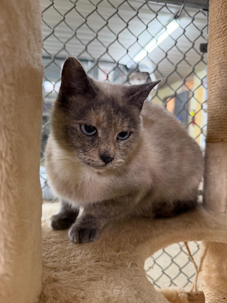 Enlarge Sasha, a Adoptable mixed breed in Waverly, NY image 5/6