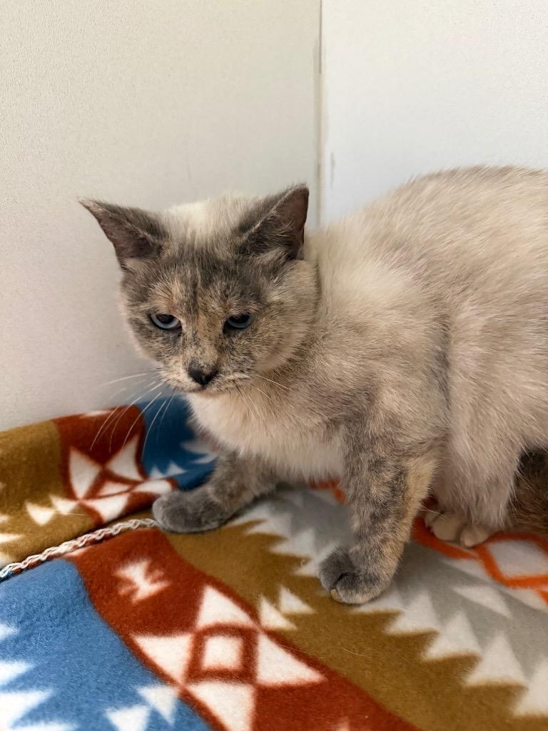 Enlarge Sasha, a Adoptable mixed breed in Waverly, NY image 6/6