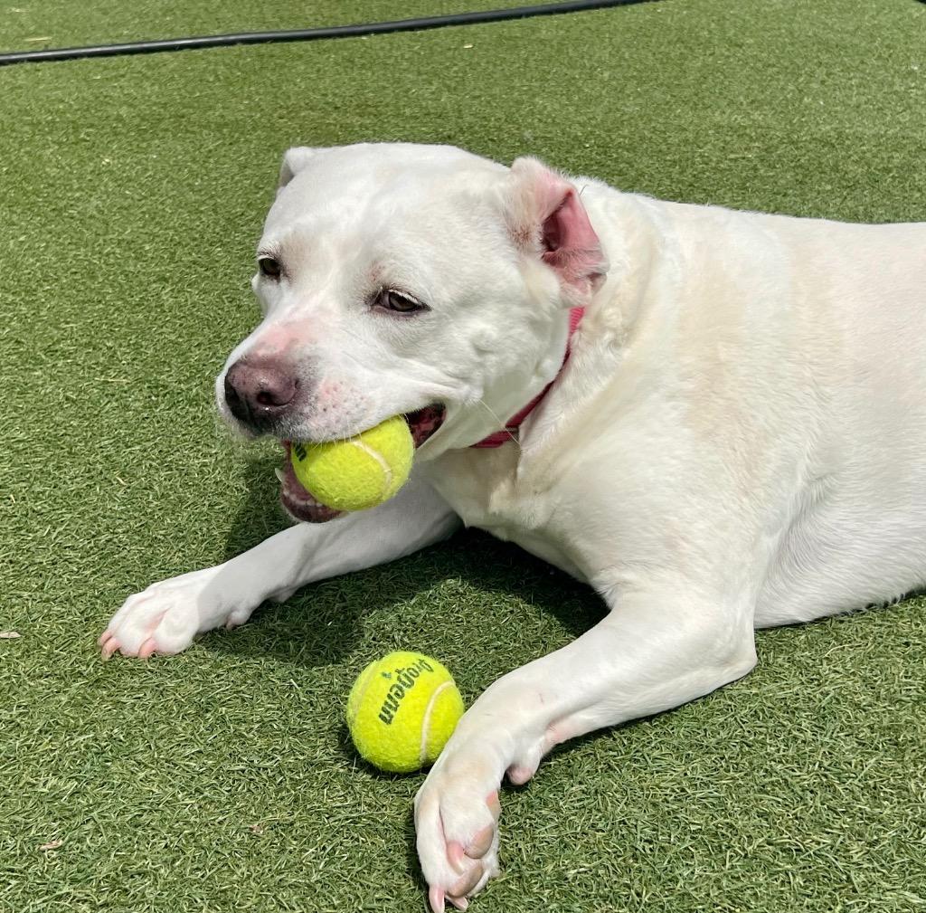 Dina, Adoptable, Adult Female Terrier.