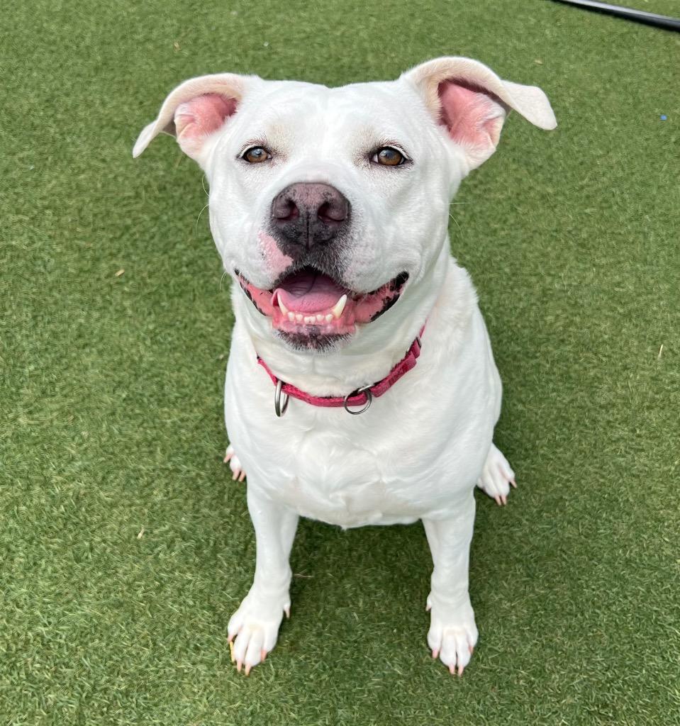 Dina, a Adoptable mixed breed in Columbia, IL image 2/6