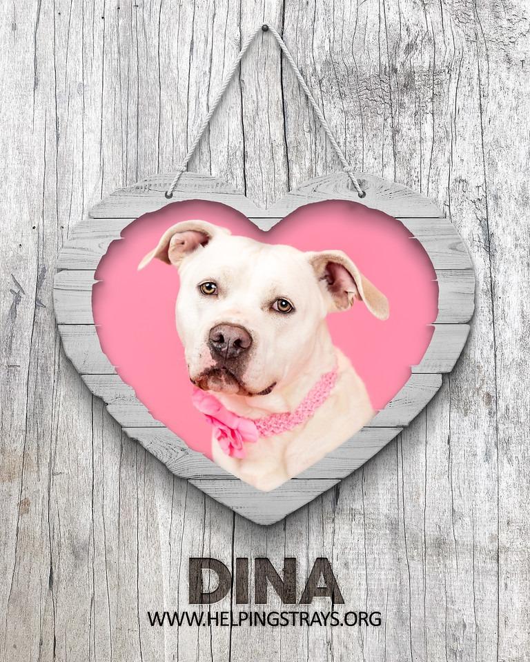 Enlarge Dina, a Adoptable mixed breed in Columbia, IL image 1/6