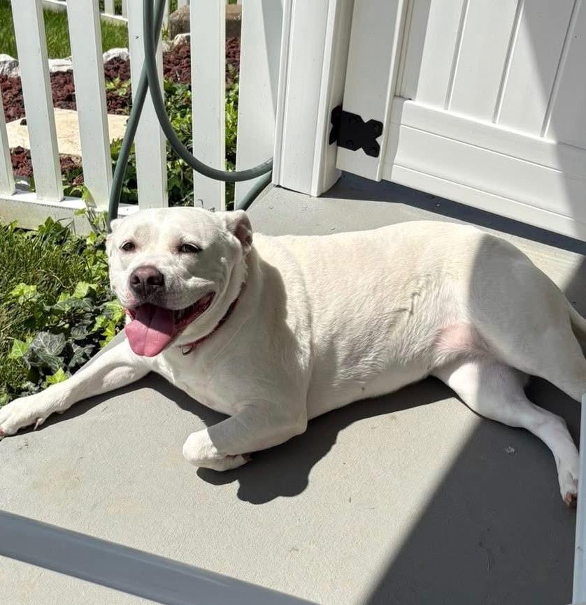 Enlarge Dina, a Adoptable mixed breed in Columbia, IL image 2/6