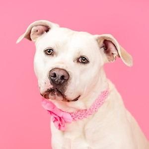 Enlarge Dina, a Adoptable mixed breed in Columbia, IL image 2/6