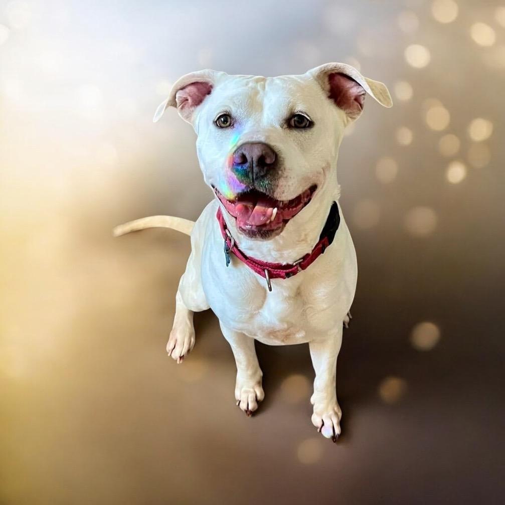 Enlarge Dina, a Adoptable mixed breed in Columbia, IL image 3/6