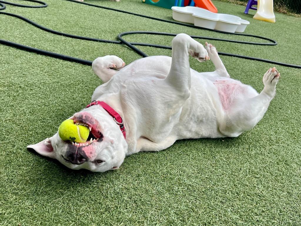 Dina, a Adoptable mixed breed in Columbia, IL image 3/6