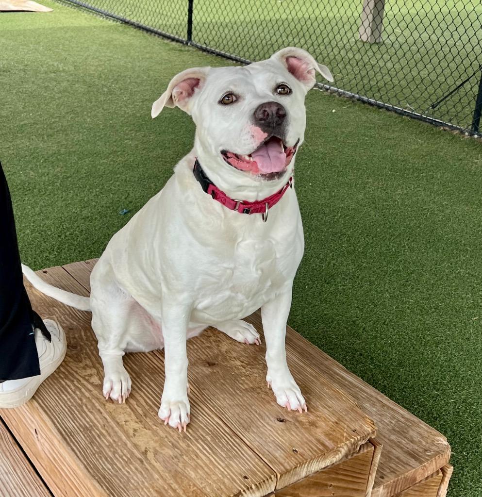 Enlarge Dina, a Adoptable mixed breed in Columbia, IL image 5/6